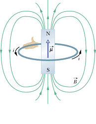 MagneticField_due_to_Current_81.gif